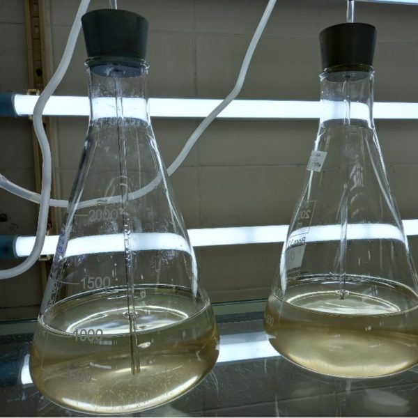 Foto 2: Prorocentrum micans laboratory cultures