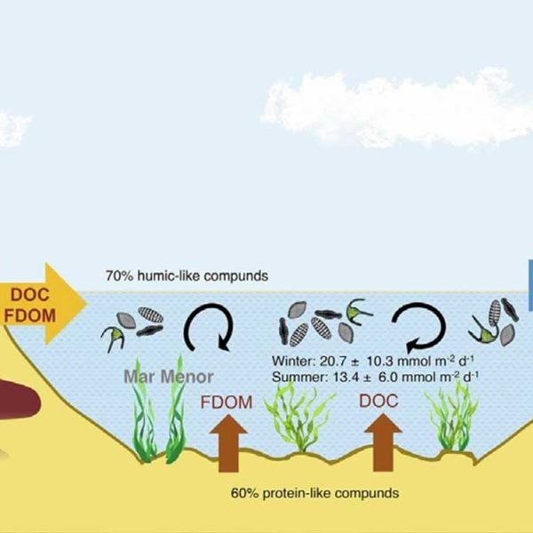 New publication. Dissolved organic carbon in the Mar Menor.