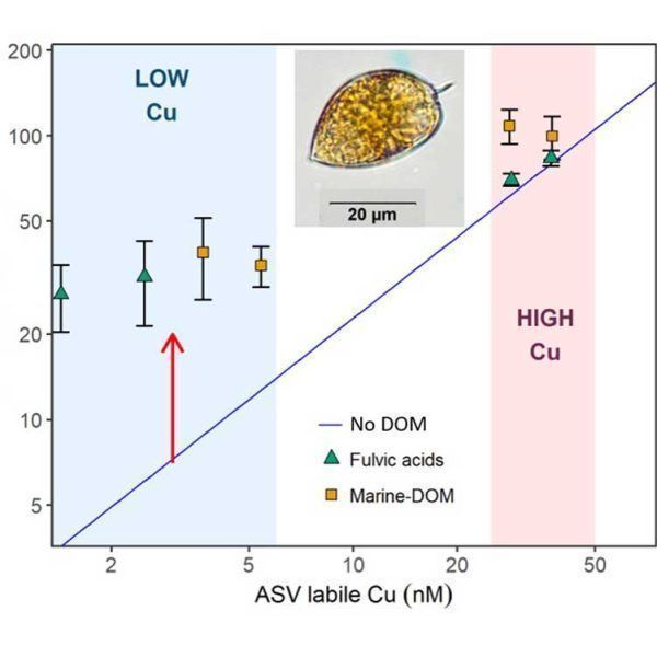 Paper released: Effect of dissolved organic matter on copper bioavailability to a coastal dinoflagellate at environmentally relevant concentrations.
